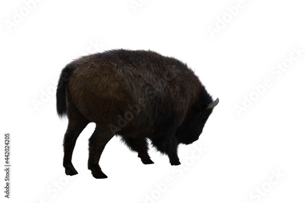 Obraz American bison, different poses isolated on a white background. 3D figure clip art as a template for collage. 3D rendering, 3D illustration.