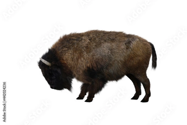 Obraz American bison, different poses isolated on a white background. 3D figure clip art as a template for collage. 3D rendering, 3D illustration.