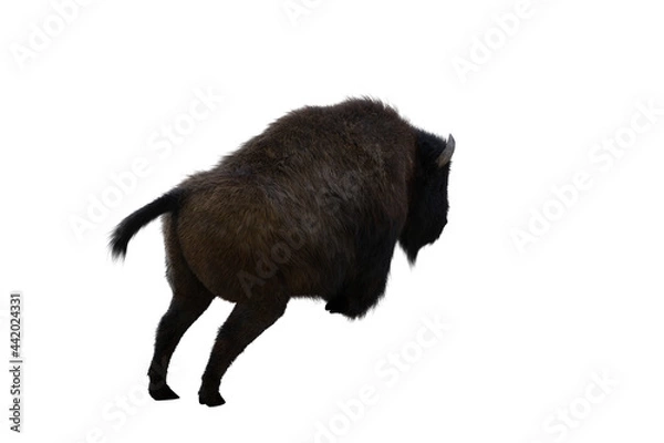 Fototapeta American bison, different poses isolated on a white background. 3D figure clip art as a template for collage. 3D rendering, 3D illustration.