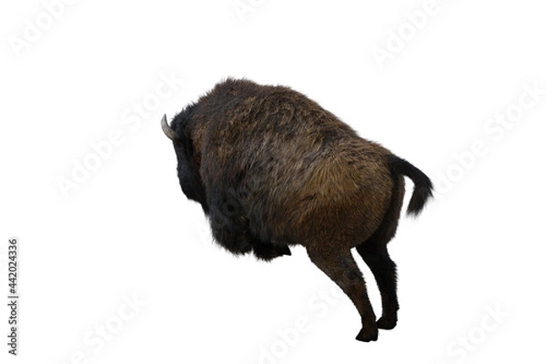Fototapeta American bison, different poses isolated on a white background. 3D figure clip art as a template for collage. 3D rendering, 3D illustration.
