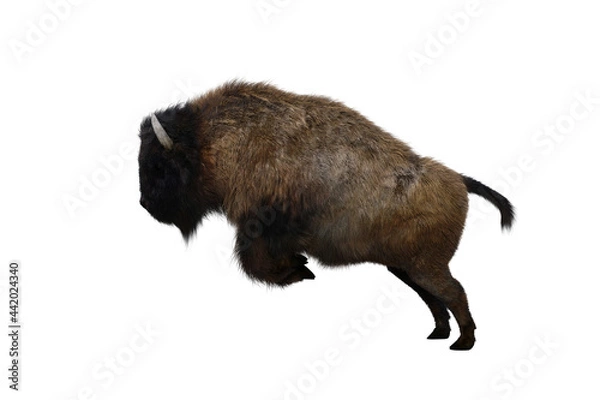 Fototapeta American bison, different poses isolated on a white background. 3D figure clip art as a template for collage. 3D rendering, 3D illustration.
