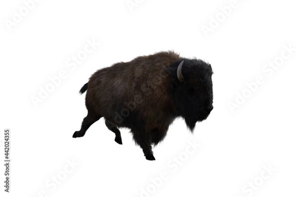 Fototapeta American bison, different poses isolated on a white background. 3D figure clip art as a template for collage. 3D rendering, 3D illustration.