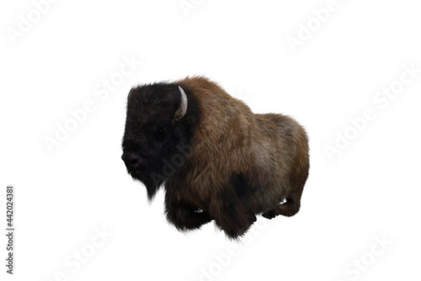 Fototapeta American bison, different poses isolated on a white background. 3D figure clip art as a template for collage. 3D rendering, 3D illustration.