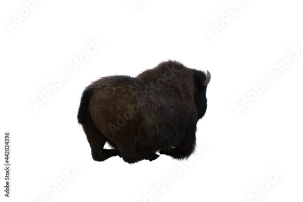 Fototapeta American bison, different poses isolated on a white background. 3D figure clip art as a template for collage. 3D rendering, 3D illustration.