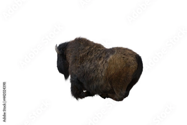 Fototapeta American bison, different poses isolated on a white background. 3D figure clip art as a template for collage. 3D rendering, 3D illustration.