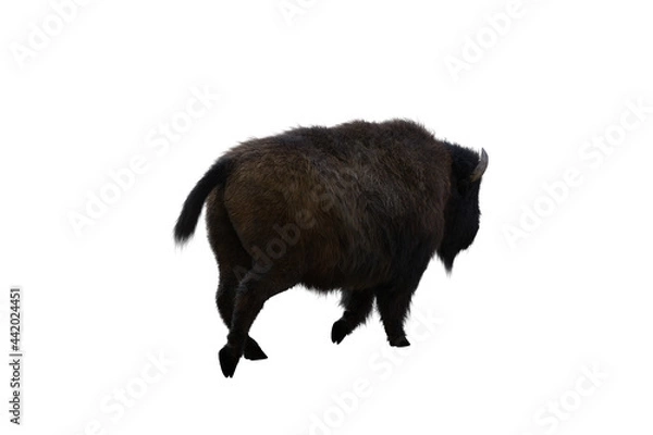 Fototapeta American bison, different poses isolated on a white background. 3D figure clip art as a template for collage. 3D rendering, 3D illustration.