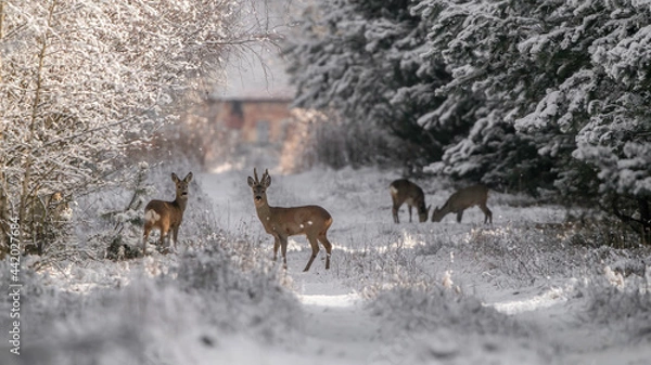 Obraz Sarna w zimie sarna w śniegu