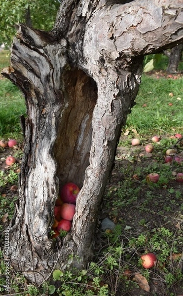 Obraz apples in a tree trunk