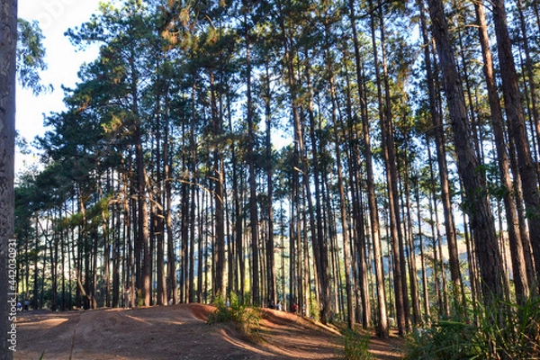 Obraz trees in the forest
