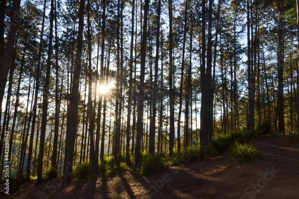 Obraz sunset in the forest