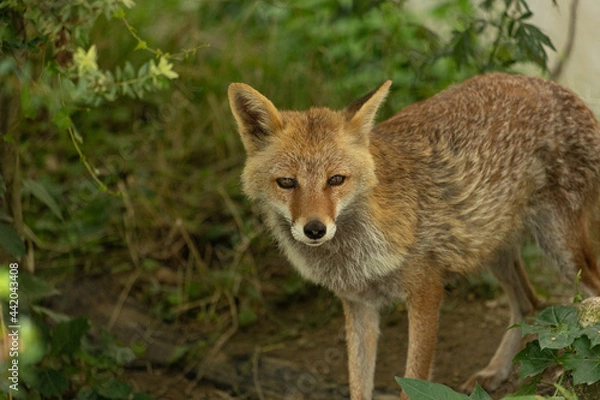 Obraz 森の中にいたキツネ