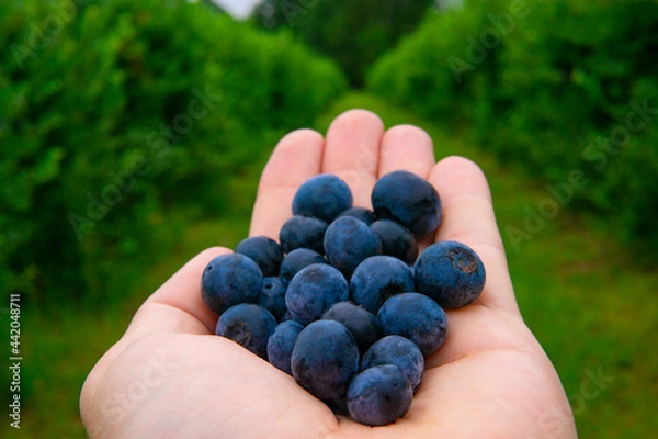 Obraz Blueberries In Hand On Perfect Farm