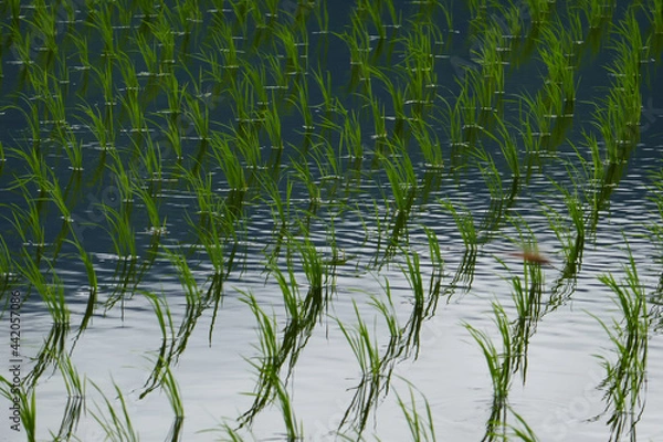 Fototapeta 日本の水田風景　田んぼ