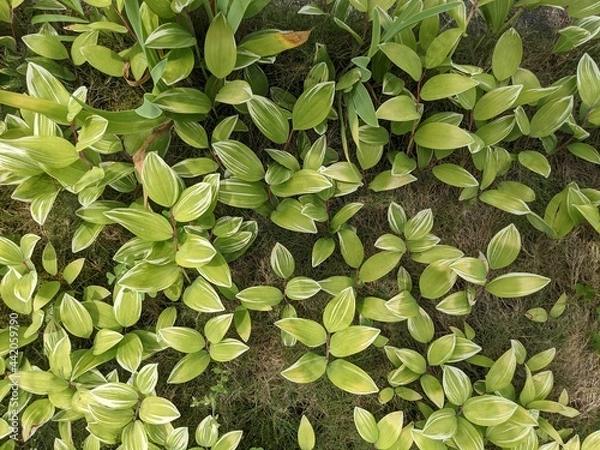 Obraz green leaves background