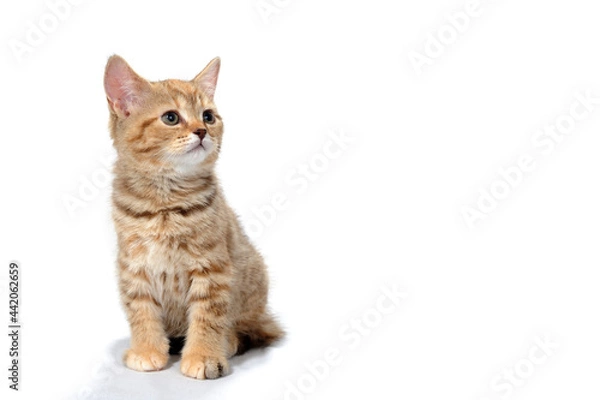 Obraz a ginger striped purebred kitten sits on a white background