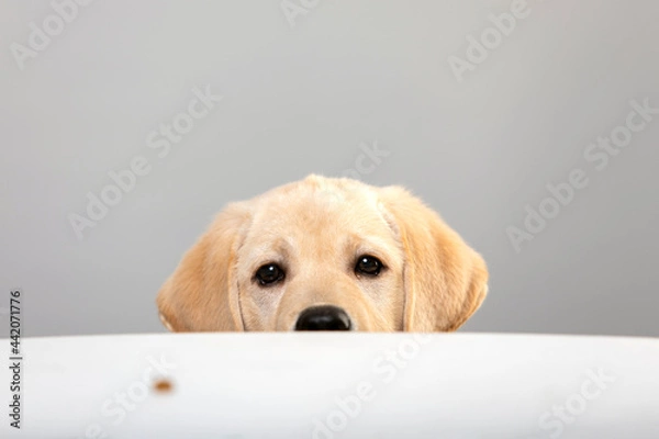 Fototapeta Portrait of labrador puppy peeking muzzle under white table on gray background with copy space. Curious puppy or dog or game of hide and seek with pet. Watching, seeing or know secrets.