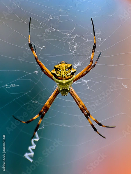 Fototapeta spider