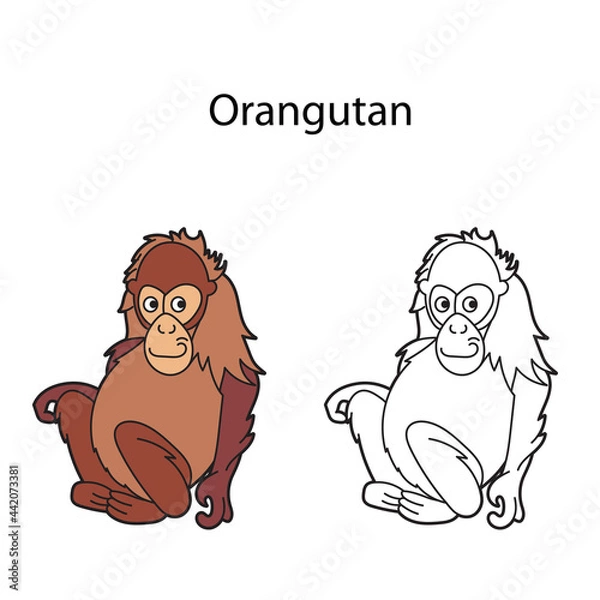 Obraz Funny cute animal orangutan isolated on white background. Linear, contour, black and white and colored version. Illustration can be used for coloring book and pictures for children