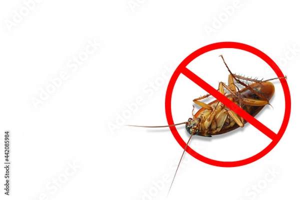 Obraz Dead cockroaches with red prohibition sign on white background. Pest control