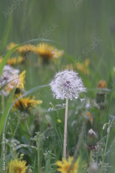 Obraz Pusteblume - Löwenzahn