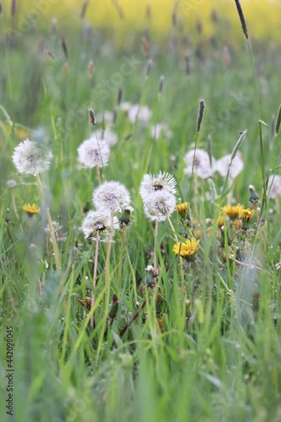 Obraz Pusteblume - Löwenzahn