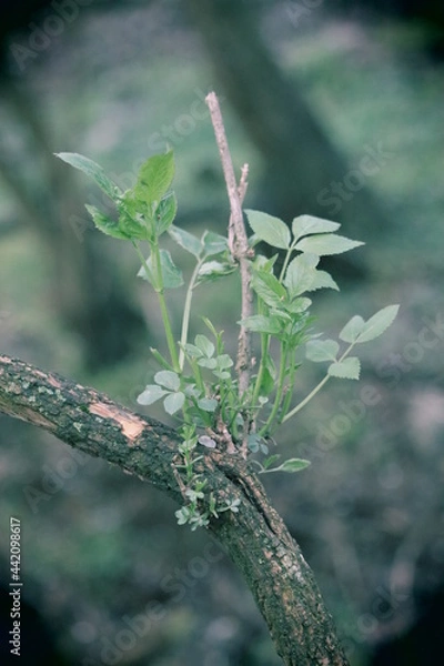 Obraz frischer Trieb