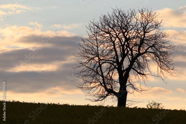 Obraz sunset tree