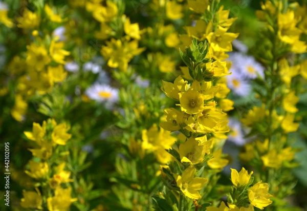 Fototapeta yellow flowers in the garden