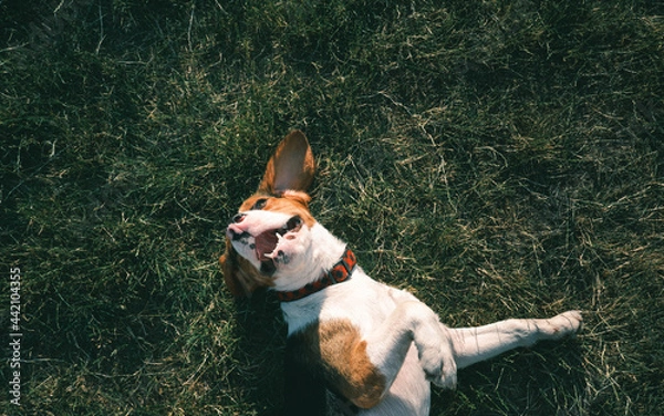 Fototapeta Overhead shot of a happy beagle dog laying on the grass. Smiling puppy chilling on the lawn, top view