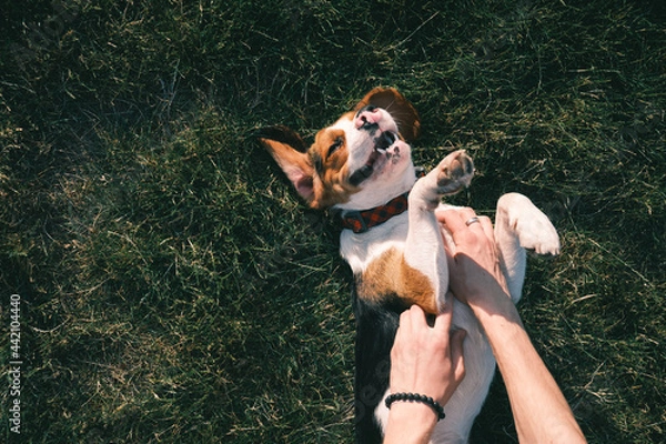 Fototapeta Happy beagle dog on the grass, human hands rubbing his belly. Smiling puppy chilling on the lawn, top view or overhead shot