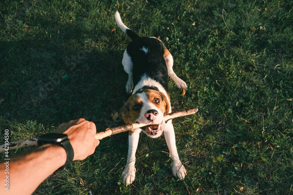 Fototapeta Playing with a beagle dog with stick, first person perspective. Human hand holding stick and happy puppy on the grass, wide angle point of view shot