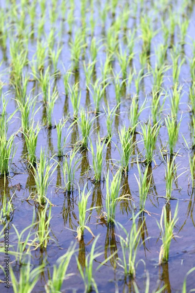 Fototapeta 田植えが終わった田園風景