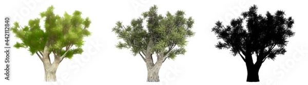 Fototapeta Set or collection of Olive trees, painted, natural and as a black silhouette on white background. Concept or conceptual 3d illustration for nature, ecology and conservation, strength, endurance