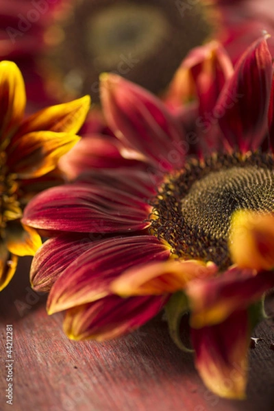 Obraz rote Sonnenblumenblüte