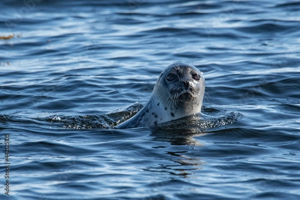 Obraz Ringed seal in the Arctic
