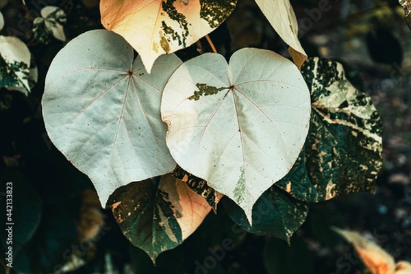 Obraz heart shaped leaves