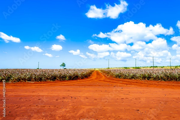 Obraz Pineapple plantation