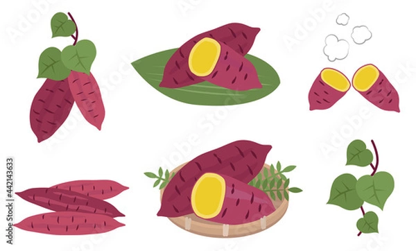 Fototapeta さつまいものイラストセット　秋の味覚　野菜