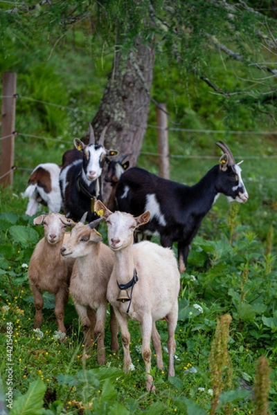 Obraz a group of goats on the mountais in summer