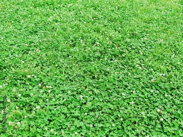 Obraz クローバーの葉と花