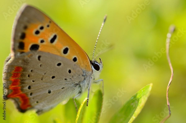 Obraz ベニシジミ