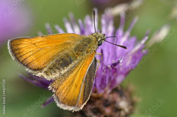 Fototapeta Skipper Butterfly On Clover Flower