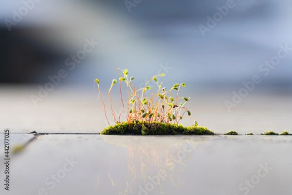 Fototapeta Cord moss grew up on the block gap looks like a small island.