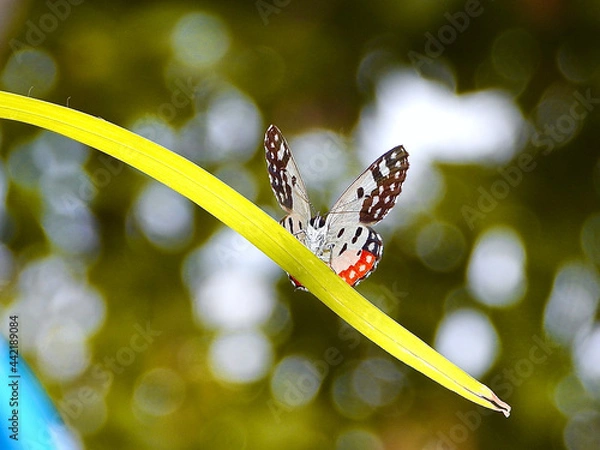 Fototapeta butterfly on a leaf