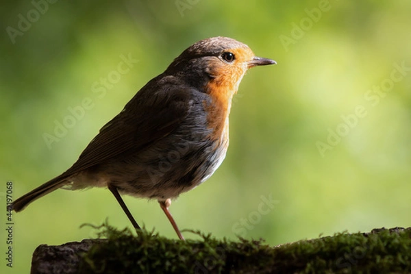 Fototapeta Robin perched while the sun hits it.
