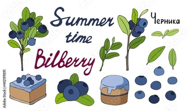Fototapeta A large set of color images of blueberries, twigs and desserts. Vector hand drawn flat isolated illustration. Handwritten lettering for your design.