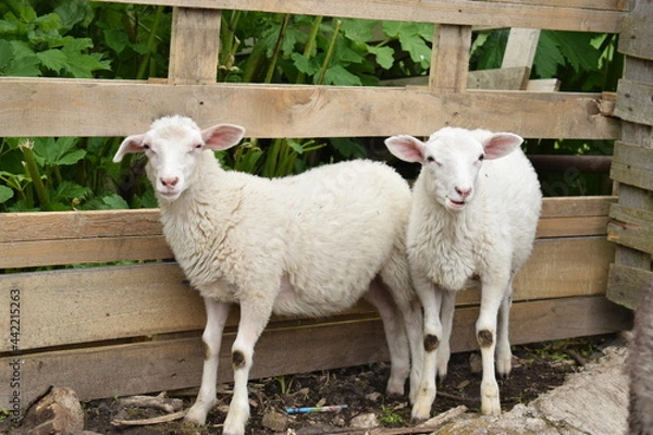 Obraz sheep and lamb