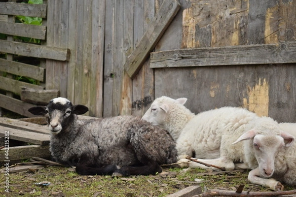 Obraz sheep and lambs