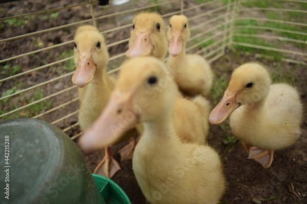 Obraz duck and ducklings