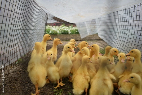 Obraz chickens in a cage